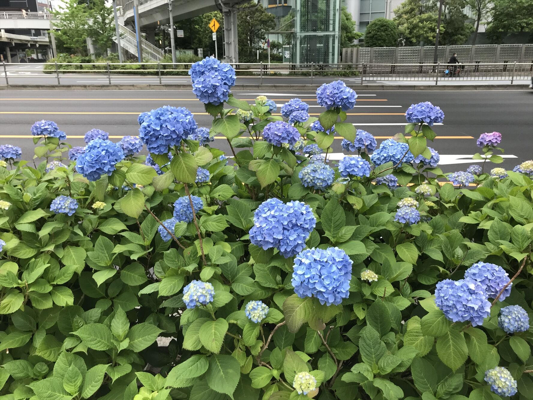 IMG-8234